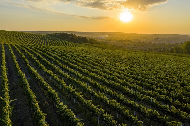 Bel tramonto su verdi colline con viti coltivate