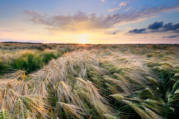 bel tramonto sul campo di grano in estate