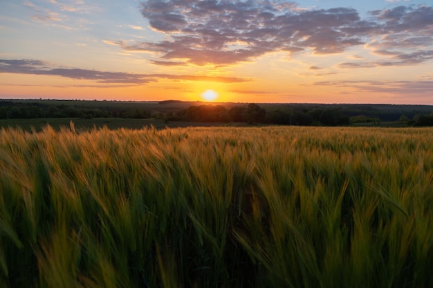 Bel tramonto sul campo di grano