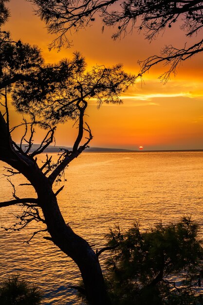 Bel tramonto sul mare attraverso i pini