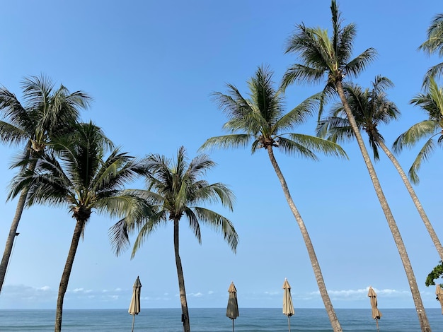 Bel tropicale con cielo blu palme albero congedo verde xA