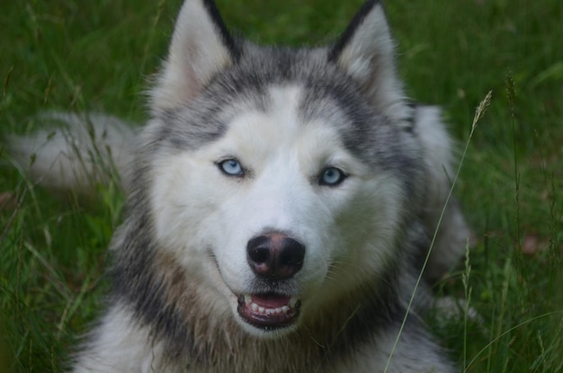 Bel viso di un cane husky siberiano da vicino.