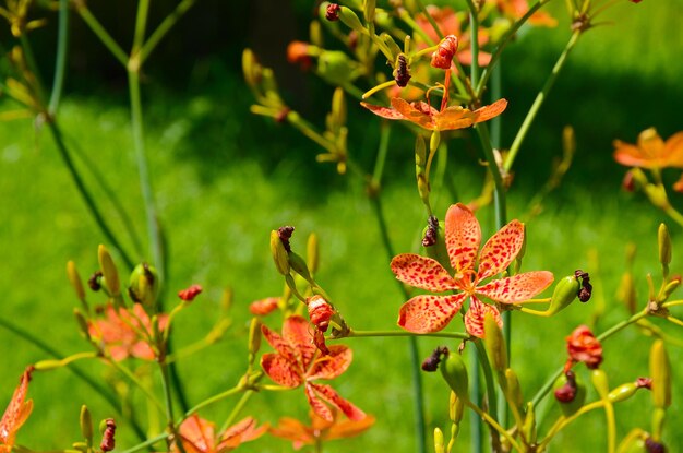 Belamcanda chinensis nel parco