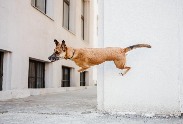 Belgian Malinois Shepherd Performing Wall Vault Trick Concept di addestramento del cane