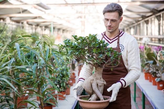 Bell'uomo giardiniere in grembiule marrone e guanti da giardino che tengono l'albero dei bonsai in vaso in serra