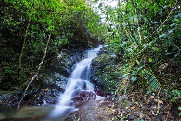 Bella acqua di ruscello che scorre verso il basso nella foresta pluviale. Costa Rica, America Centrale