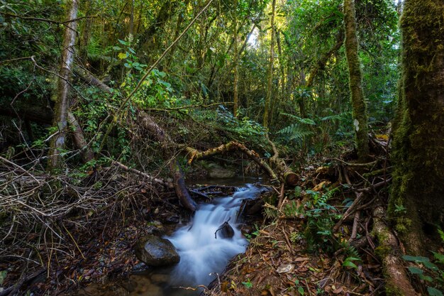 Bella acqua di ruscello che scorre verso il basso nella foresta pluviale. Costa Rica, America Centrale