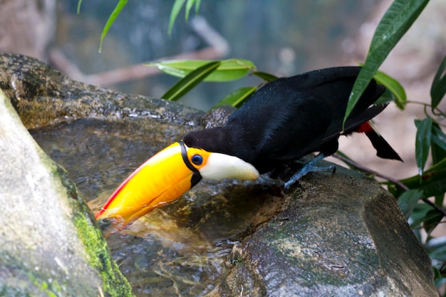 Bella acqua potabile tucan sulla giungla