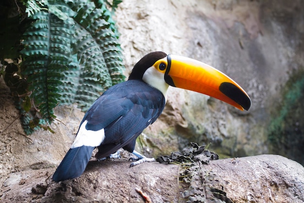 Bella acqua potabile tucan sulla giungla