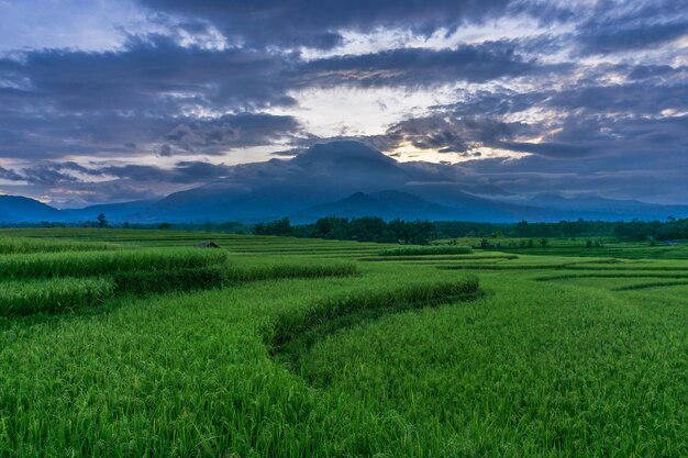 Bella alba alle risaie a kemumu bengkulu indonesia