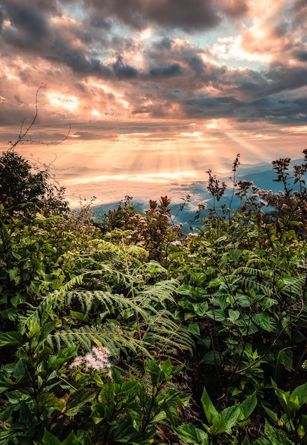 Bella alba drammatica sulla montagna con nebbia nella foresta pluviale tropicale al parco nazionale