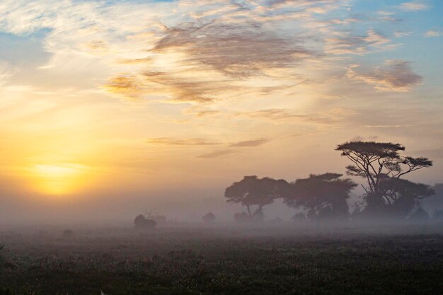 Bella alba nebbiosa nel Parco Nazionale di Amboseli, in Kenya