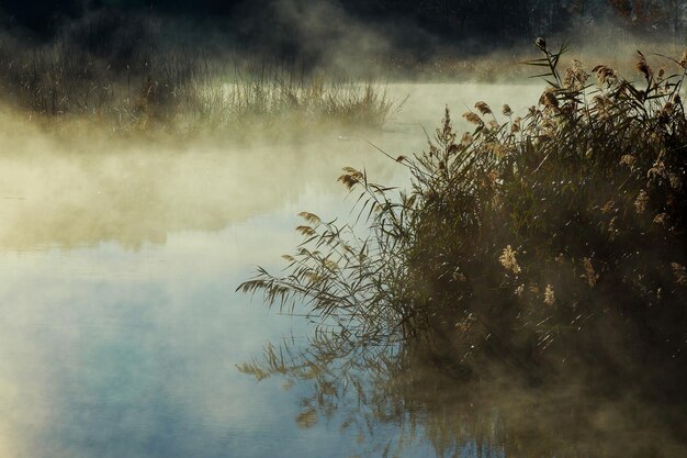 Bella alba nebbiosa sopra il legno del tempo di vista dell'albero di alba del fiume di Narew