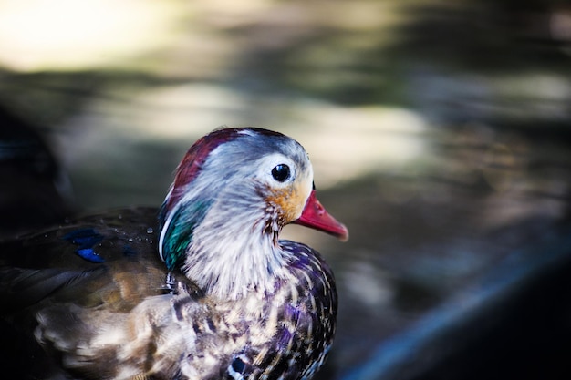 Bella anatra colorata