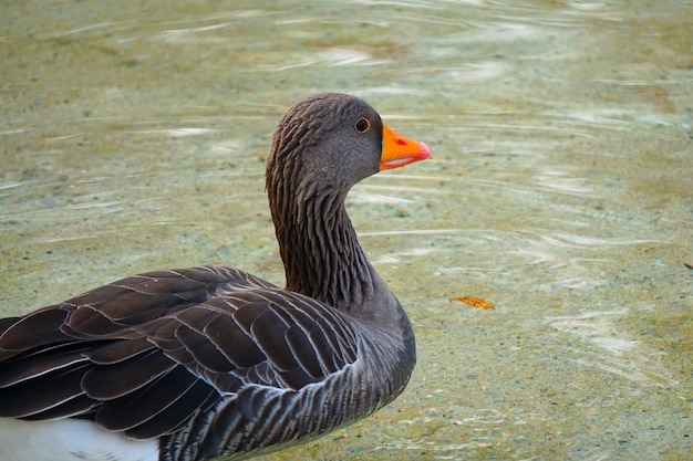 bella anatra d&#39;oca in acqua nel lago