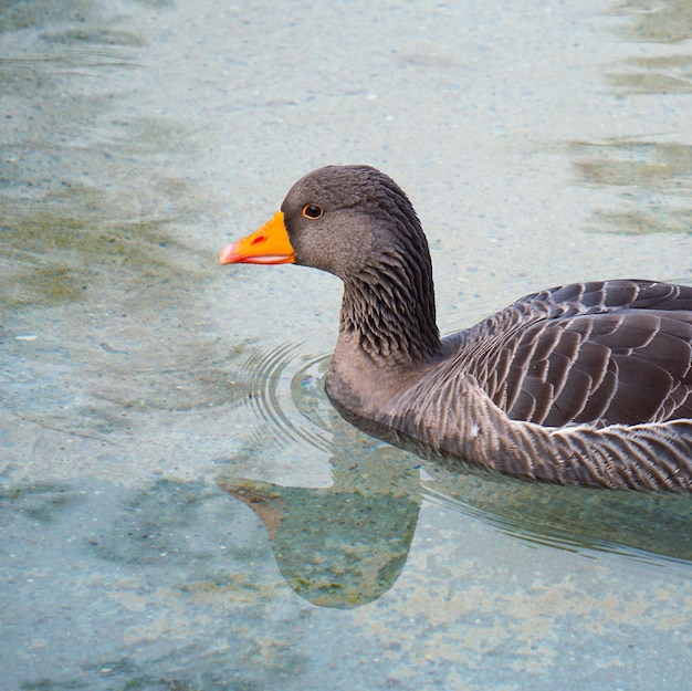 bella anatra d&#39;oca in acqua nel lago