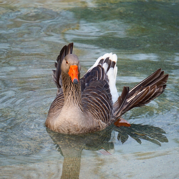 bella anatra d&#39;oca in acqua nel lago