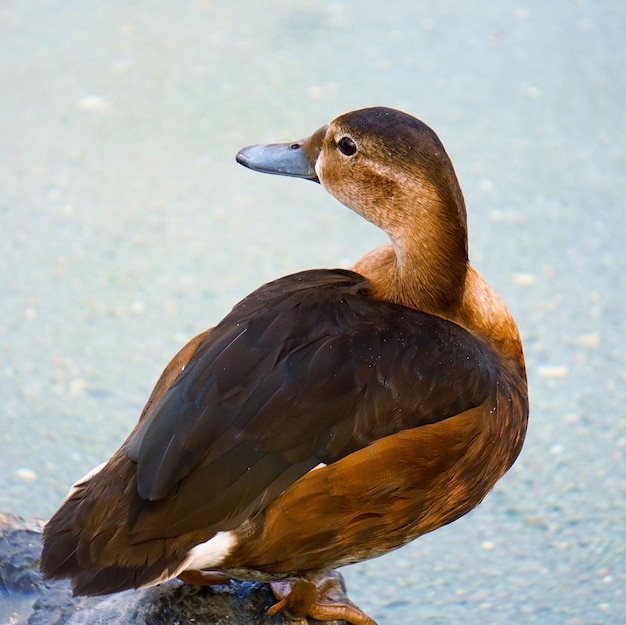 bella anatra d&#39;oca in acqua nel lago