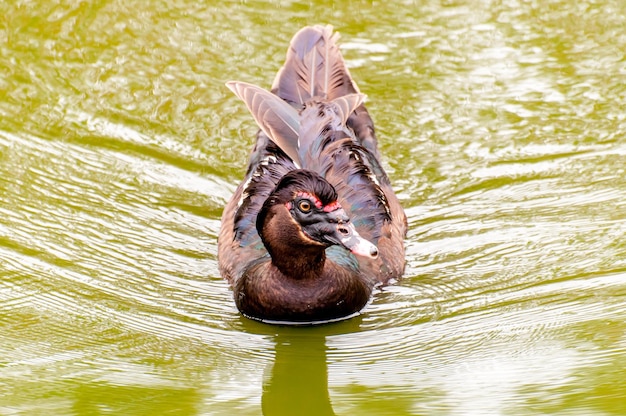 Bella anatra in un lago in Brasile, nero anatra muta (Cairina moschata).