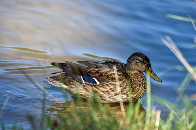 Bella anatra nuota nel lago