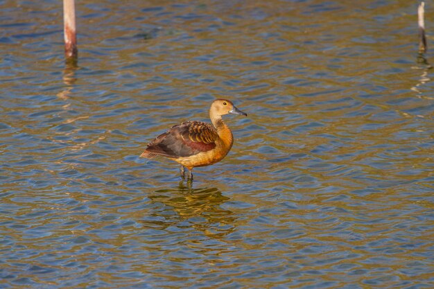 Bella anatra rossa, Lesser Whistling-Duck (Dendrocygna javanica) in Thailandia