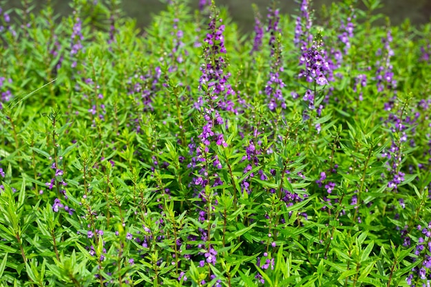 Bella angelonia goyazensis benth nel parco