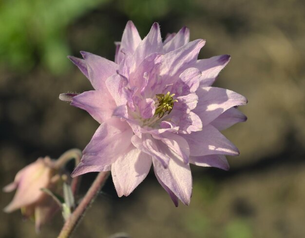 Bella Aquilegia di nome Nora Barlow in giardino