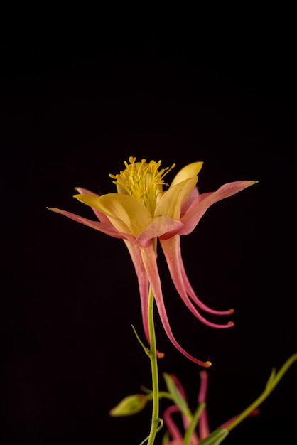 Bella aquilegia glandulosa su sfondo scuro carta da parati floreale con fiore aquilegia