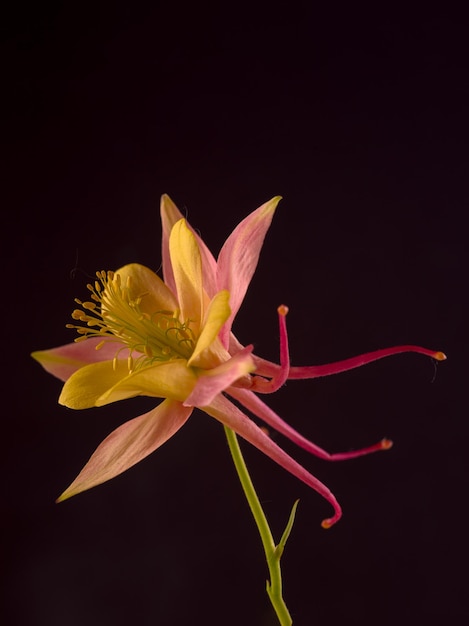 Bella aquilegia glandulosa su sfondo scuro carta da parati floreale con fiore aquilegia