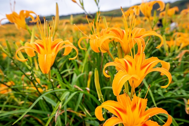 Bella arancione daylily flower farm su sessanta Rock Mountain Liushidan montagna con cielo blu e cloud Fuli Hualien Taiwan close up spazio di copia