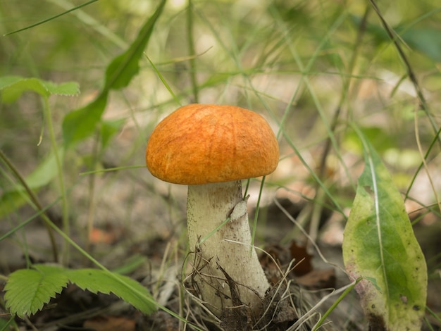 Bella aspen nella foresta tra l'erba fitta. Cibo naturale.