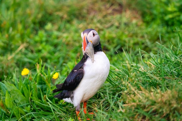 Bella Atlantic Puffin bird o Fratercula Arctica con cicerello nel becco in piedi sull'erba dalla costa nell'Oceano Atlantico settentrionale in Islanda