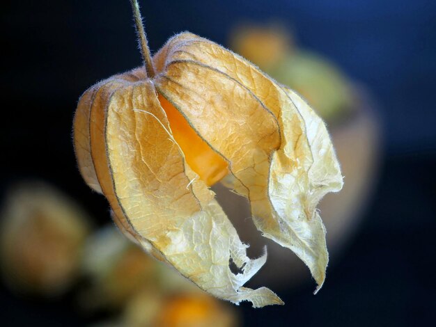 Bella bacca di physalis Primo piano della frutta Fuoco selettivo