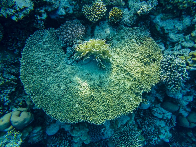 Bella barriera corallina colorata nel Mar Rosso