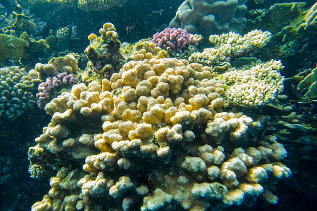 Bella barriera corallina colorata nel Mar Rosso