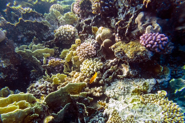 Bella barriera corallina colorata nel Mar Rosso