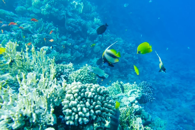 Bella barriera corallina colorata nel Mar Rosso