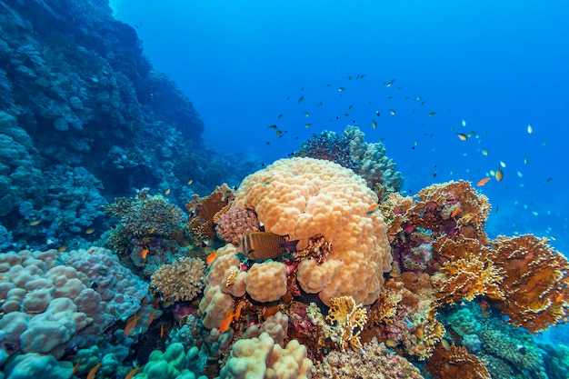 Bella barriera corallina tropicale con sfondo blu e piccoli pesci