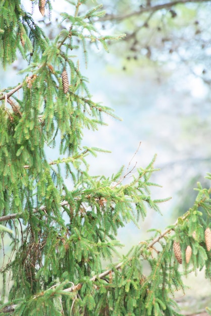 Bella base di sfondo per un progetto invernale da bokeh leggero e parti leggermente sfocate di rami di un albero di abete rosso con coni a fuoco e sfocati