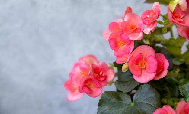 Bella begonia rosa in fiore elatior con spazio di copia Piante domestiche hobby floricoltura