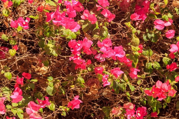 Bella buganvillea in fiore in giardino