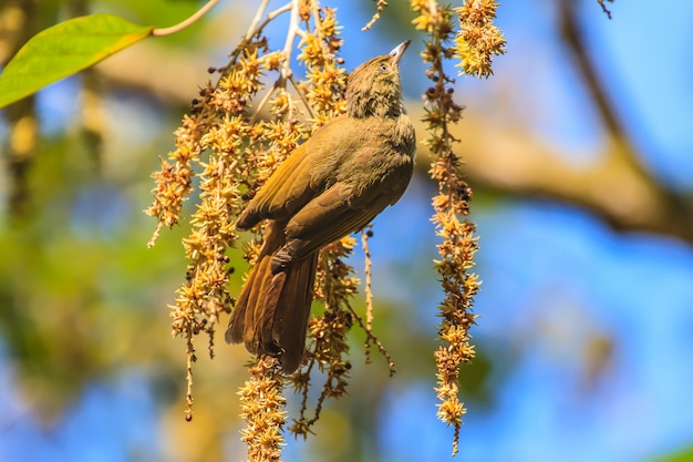 Bella Bulbul dagli occhi grigi (propinquus di Hypsipetes)