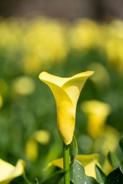 Bella calla gialla nel giardino