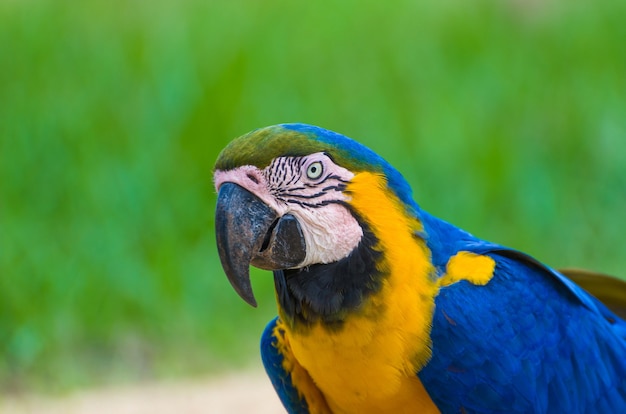 Bella Caninde Macaw nella zona umida brasiliana