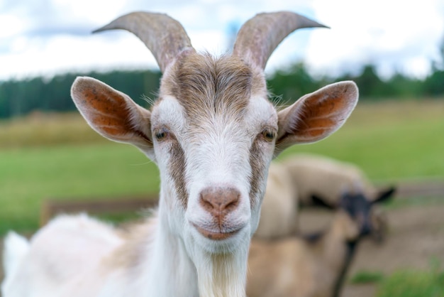 Bella capra bianca Animale domestico della fattoria