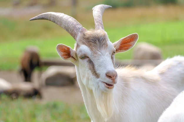 Bella capra bianca Animale domestico della fattoria