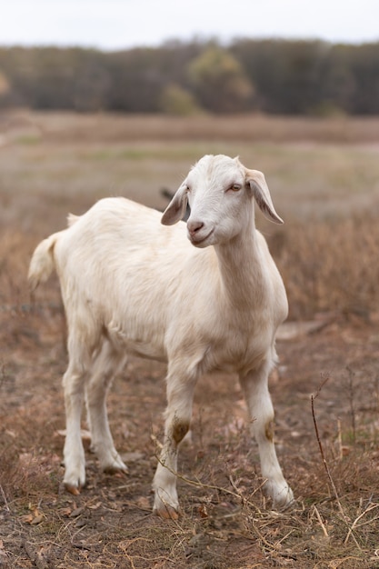 Bella capra bianca nel campo