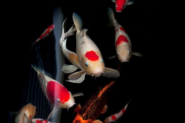 Bella carpa koi pesce che nuota nello stagno in giardino