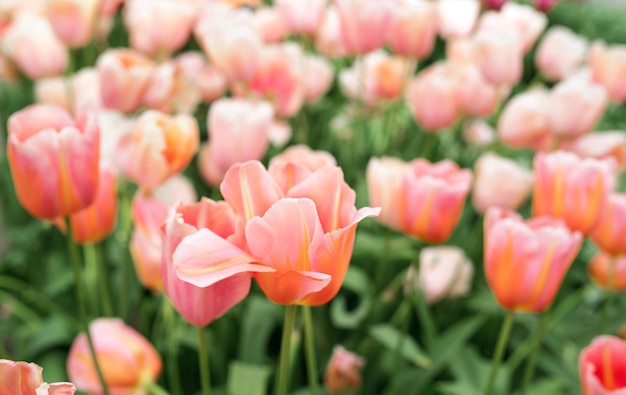 bella carta da parati di tulipani in fiore Olanda Paesi Bassi