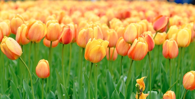 bella carta da parati di tulipani in fiore Olanda Paesi Bassi